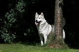 SIBERIAN HUSKY 980